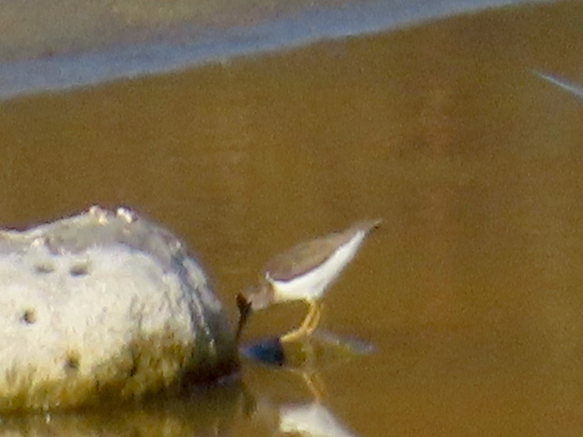 Spotted Sandpiper - ML641181575