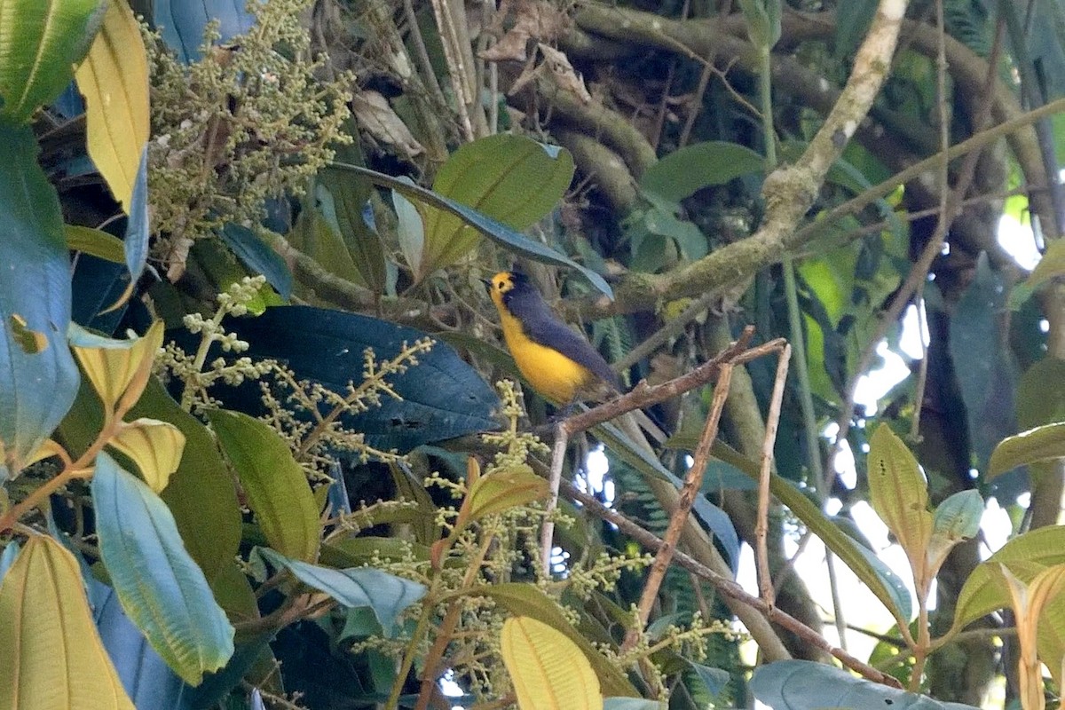 Paruline dorée - ML641181576