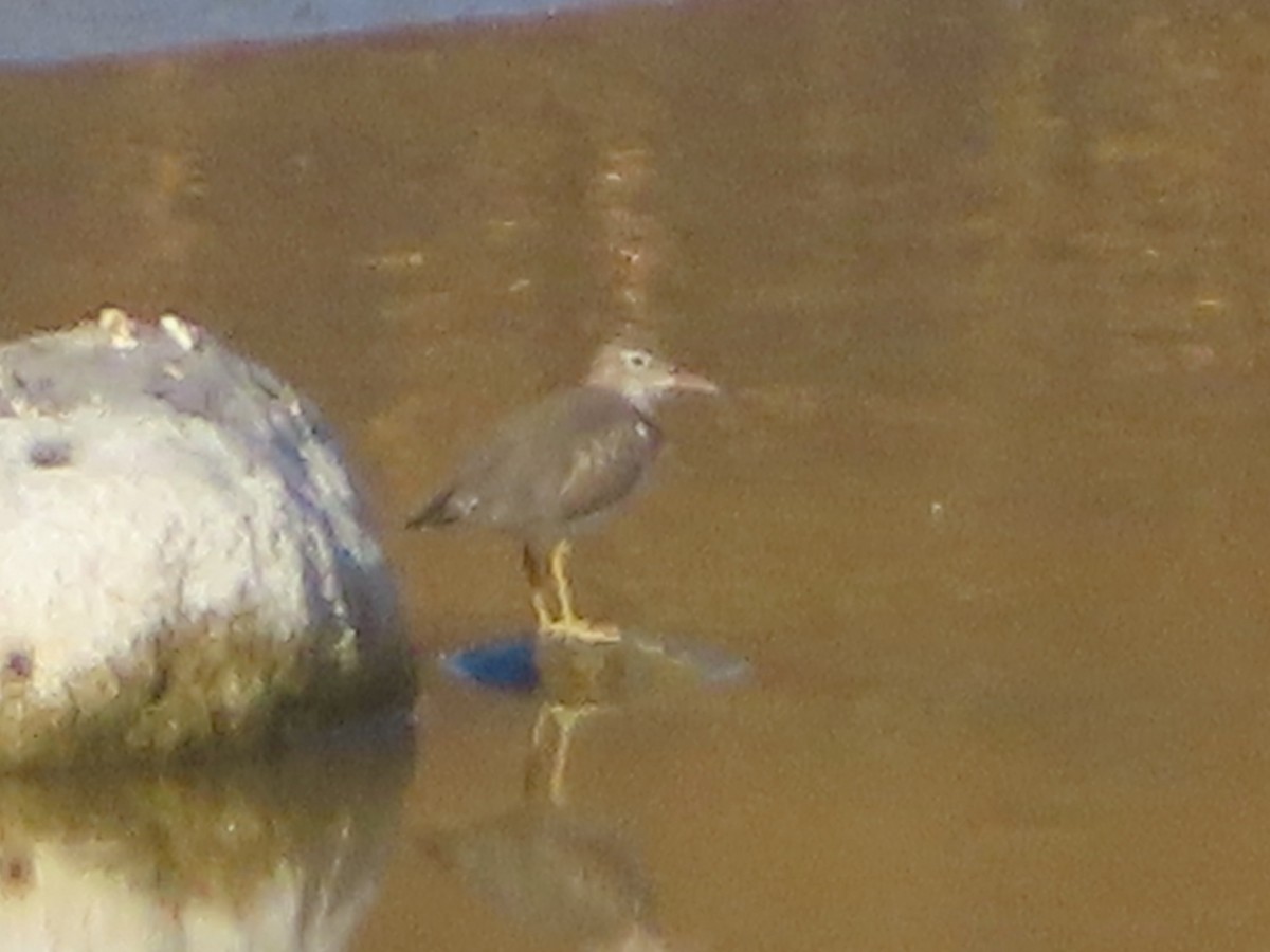 Spotted Sandpiper - ML641181585
