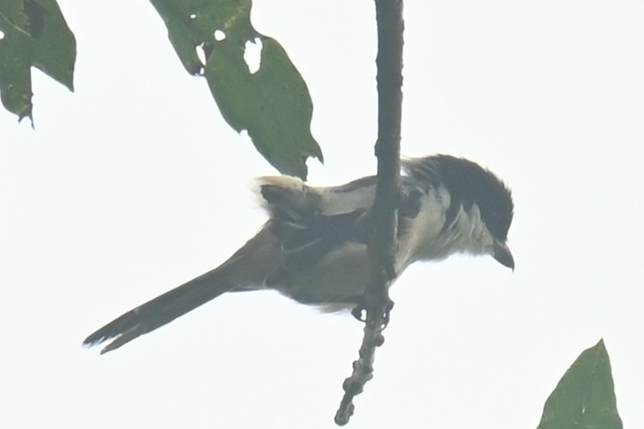 ťuhýk královský - ML641181591