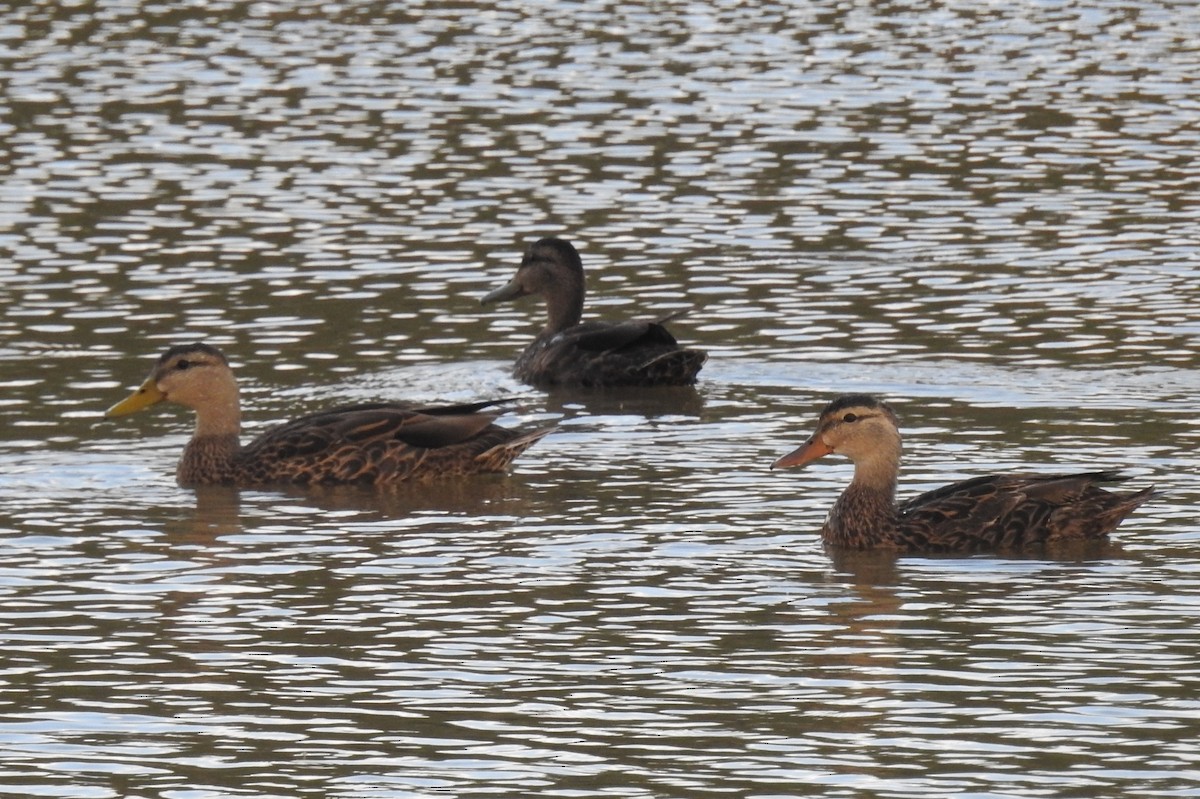 Mallard x Mexican Duck (hybrid) - ML641181592