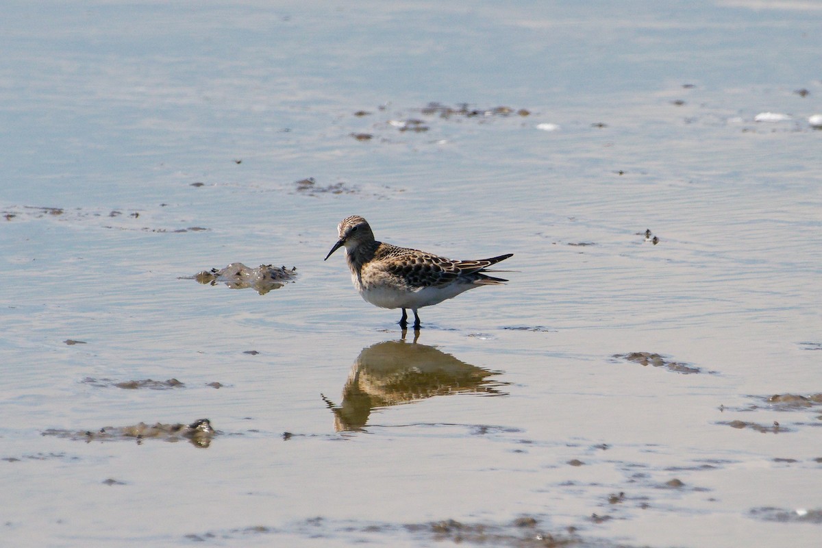 Baird's Sandpiper - ML641181595