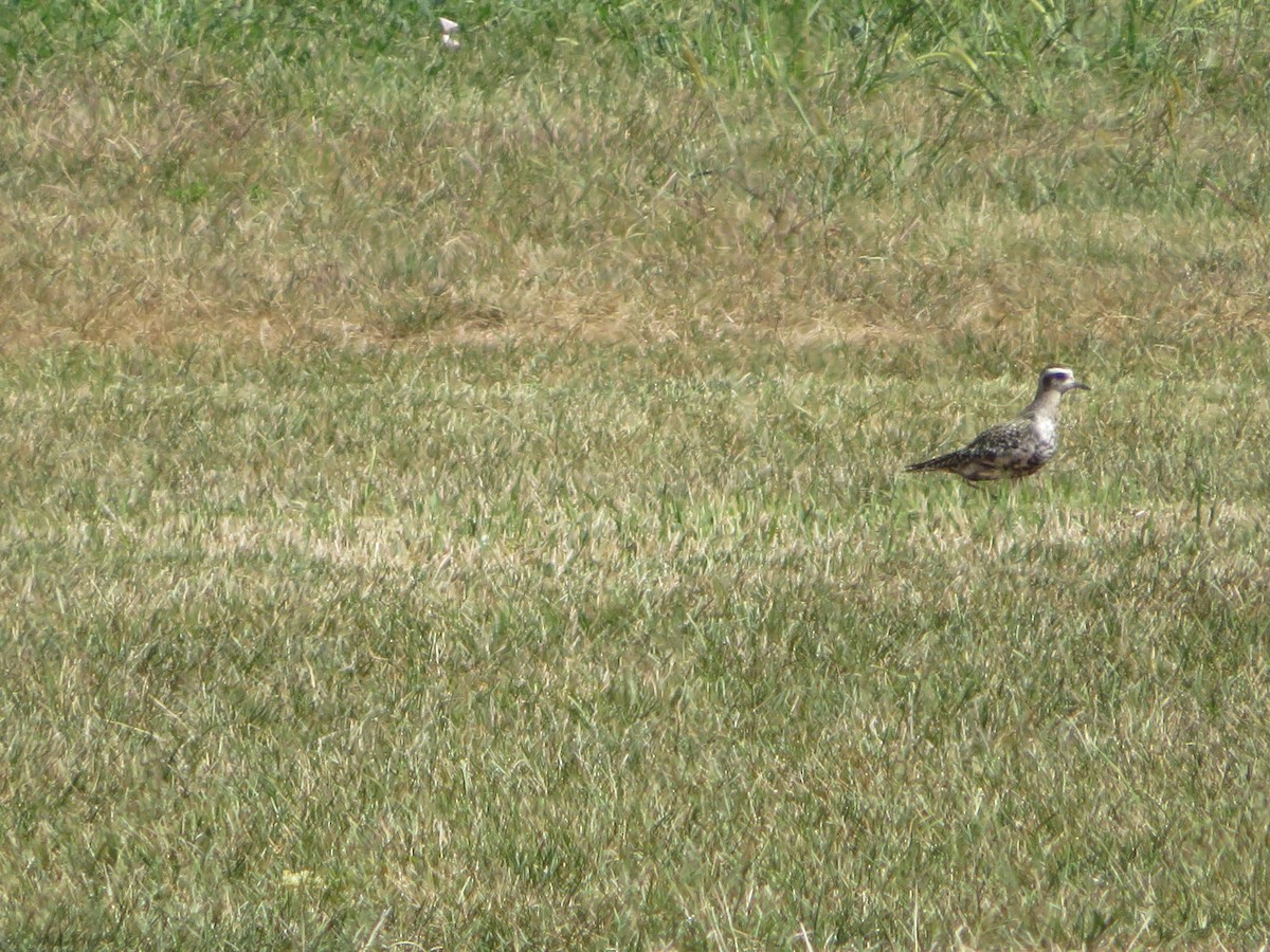 American Golden-Plover - ML641181600
