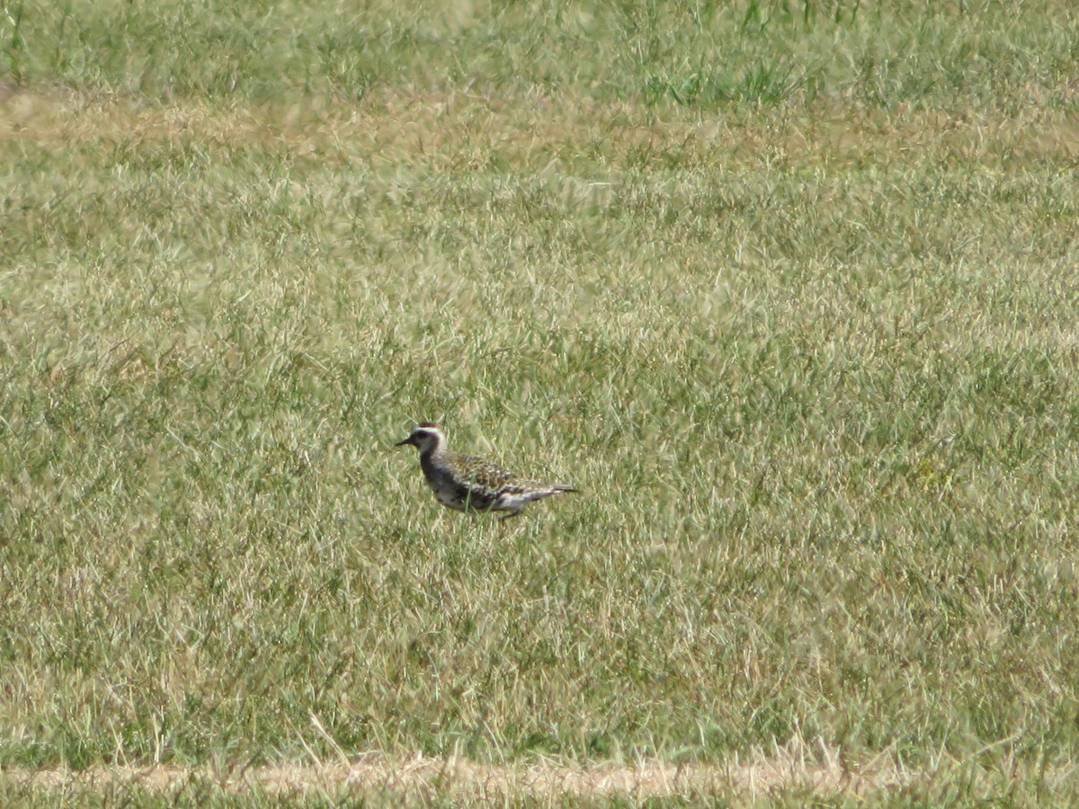 American Golden-Plover - ML641181621