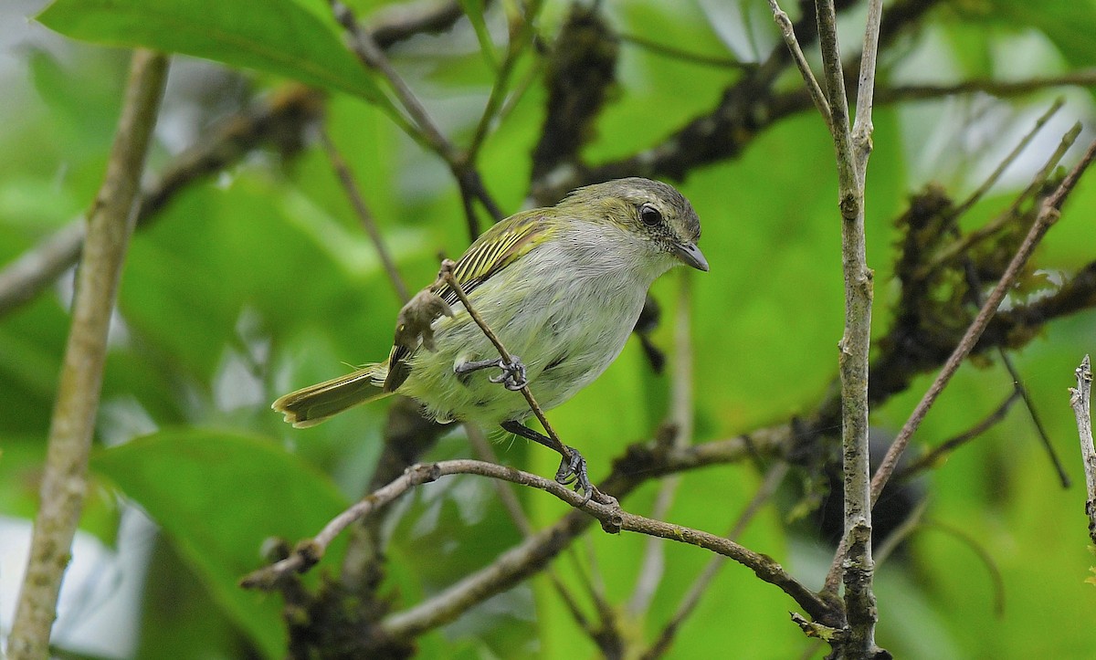 Mistletoe Tyrannulet - ML641181632