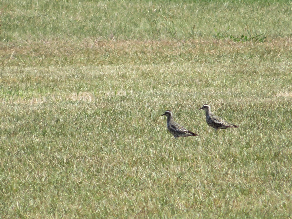 American Golden-Plover - ML641181653