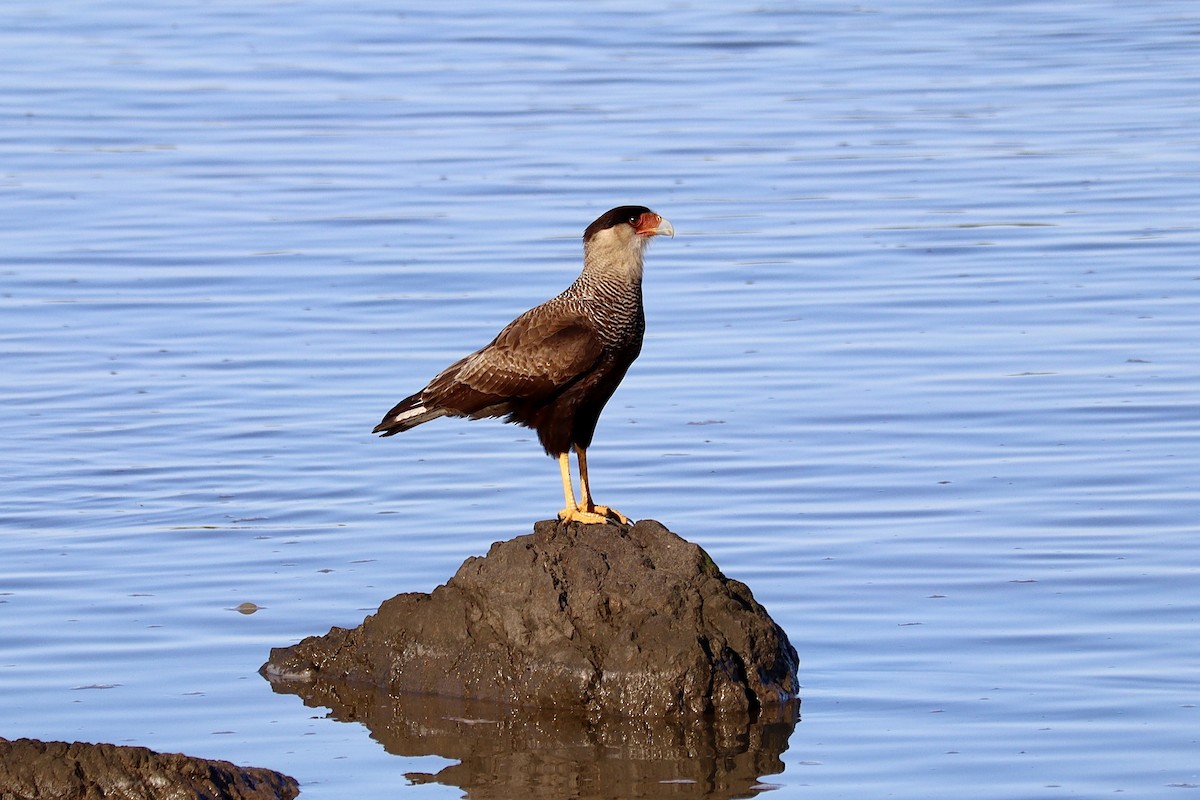 Crested Caracara (Southern) - ML641181677