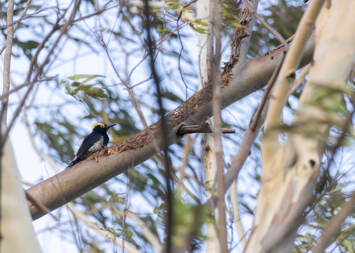 Yellow-tufted Woodpecker - ML641181690