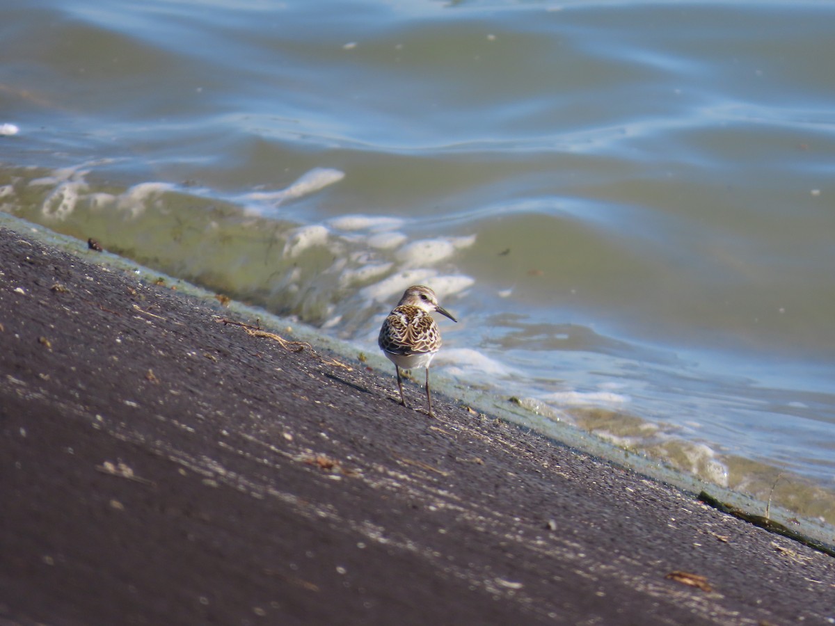 Little Stint - ML641181698
