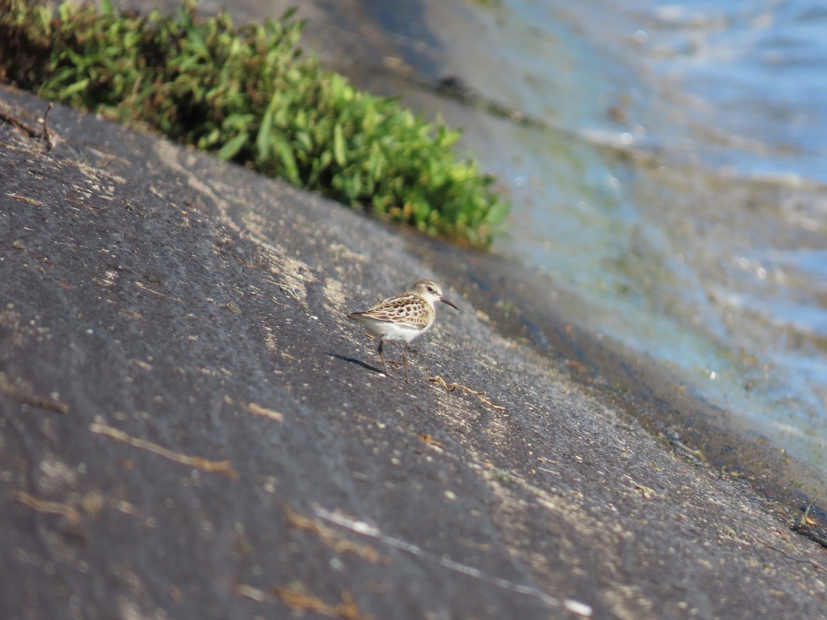Little Stint - ML641181699