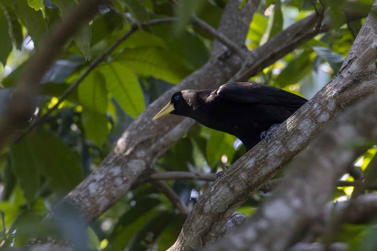 soldatoropendola - ML641181708