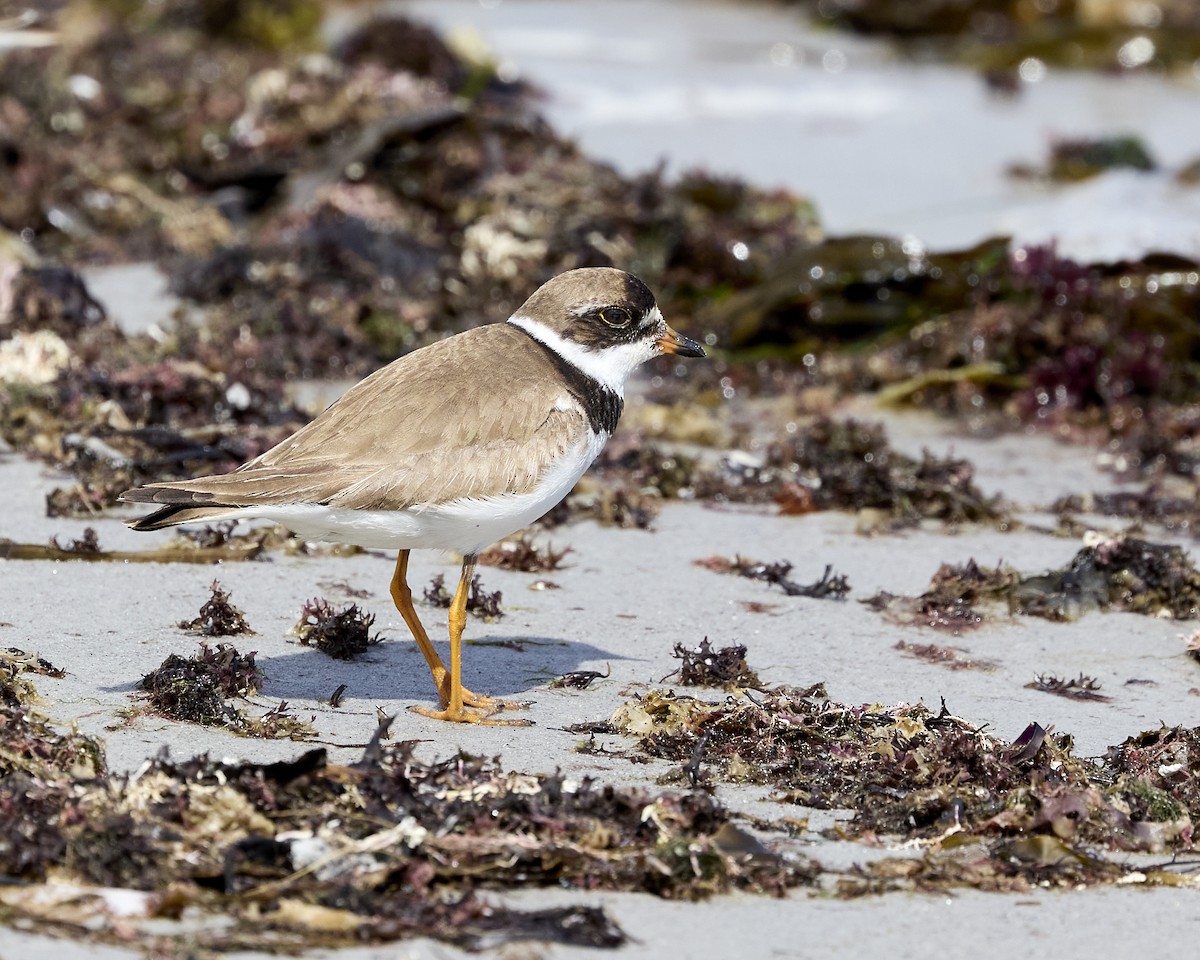 Semipalmated Plover - ML641181722