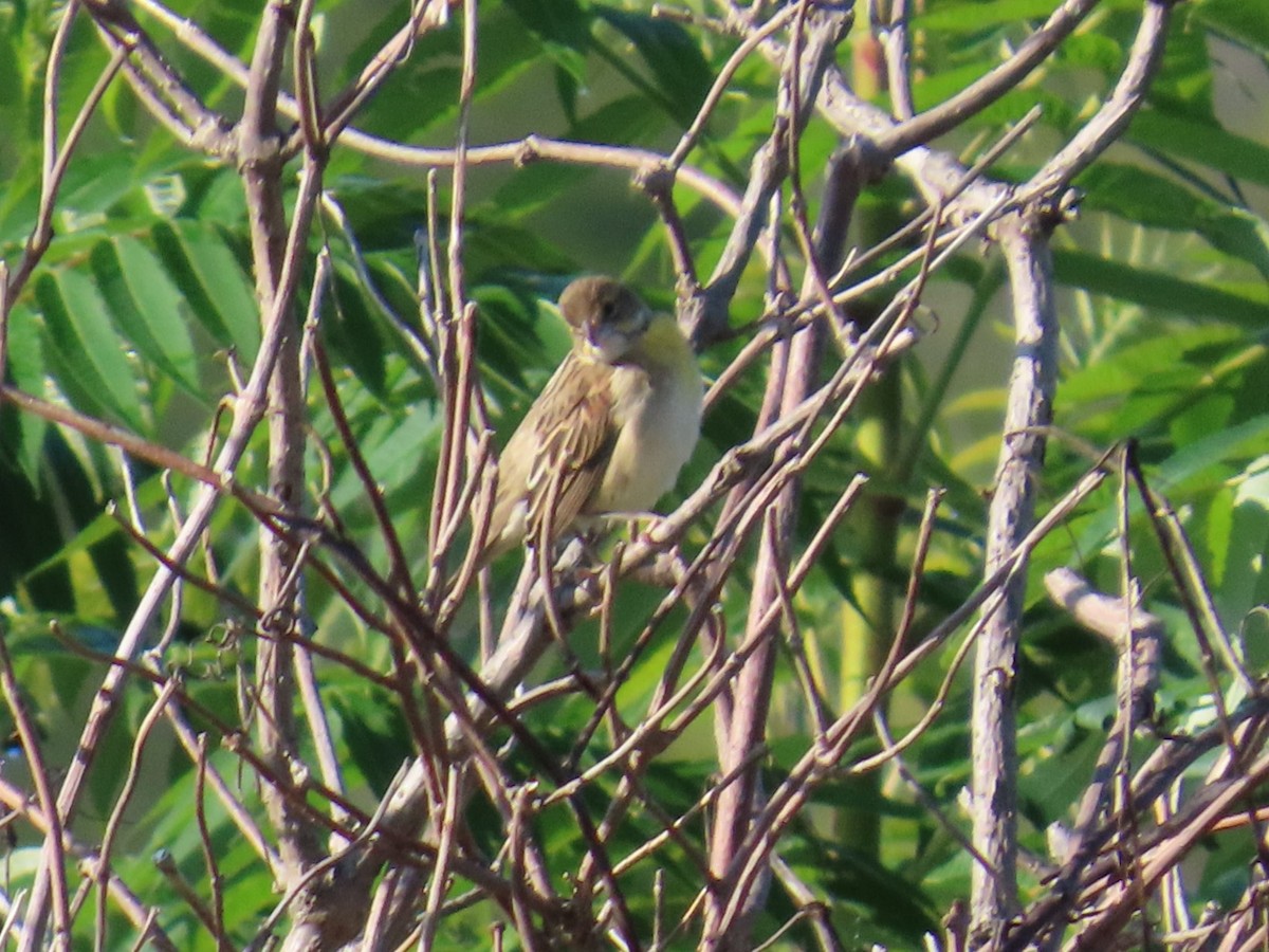 ムナグロノジコ - ML641181741