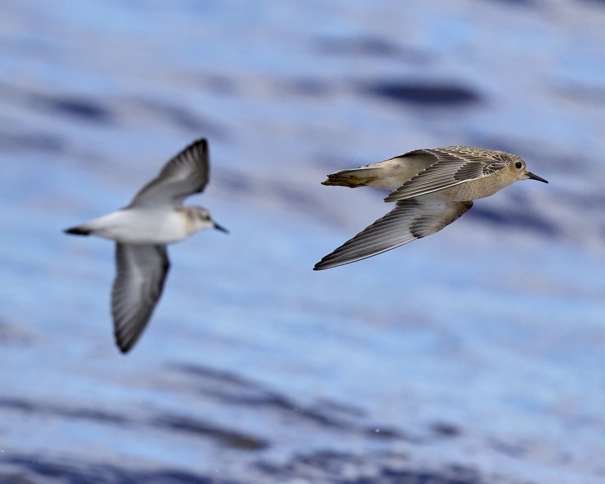 Buff-breasted Sandpiper - ML641181761