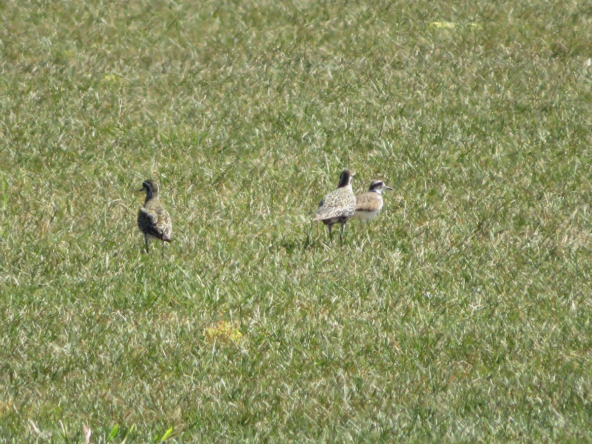 American Golden-Plover - ML641181766