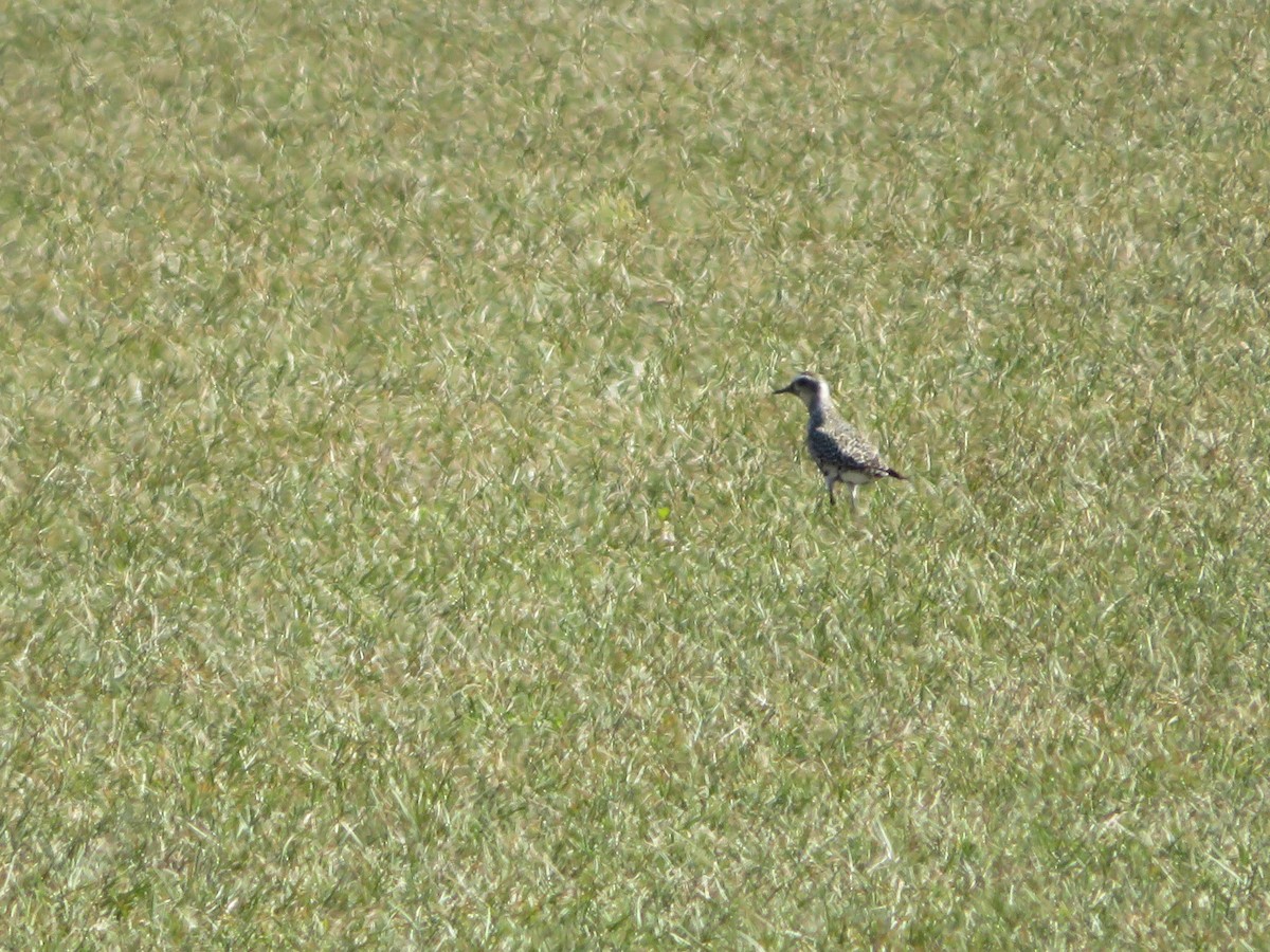 American Golden-Plover - ML641181771