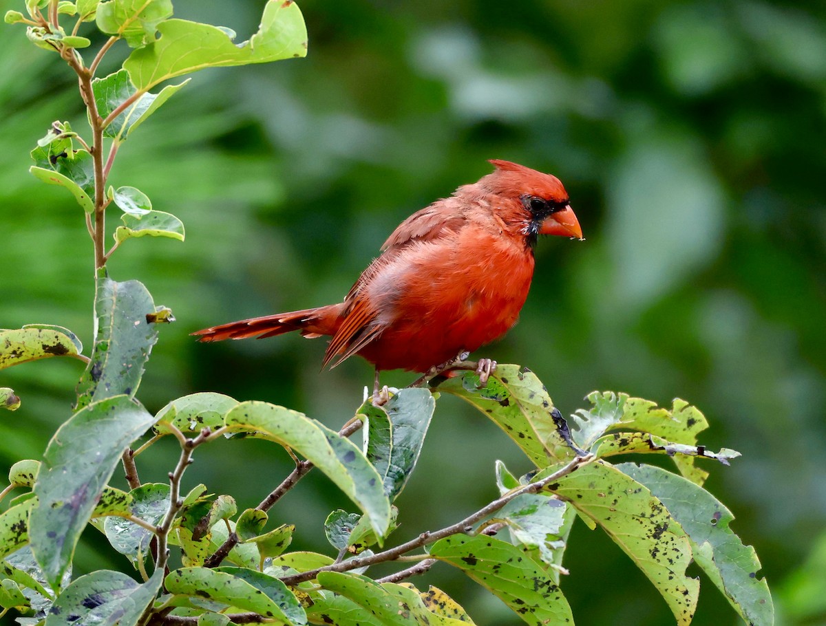 Northern Cardinal - ML641181777
