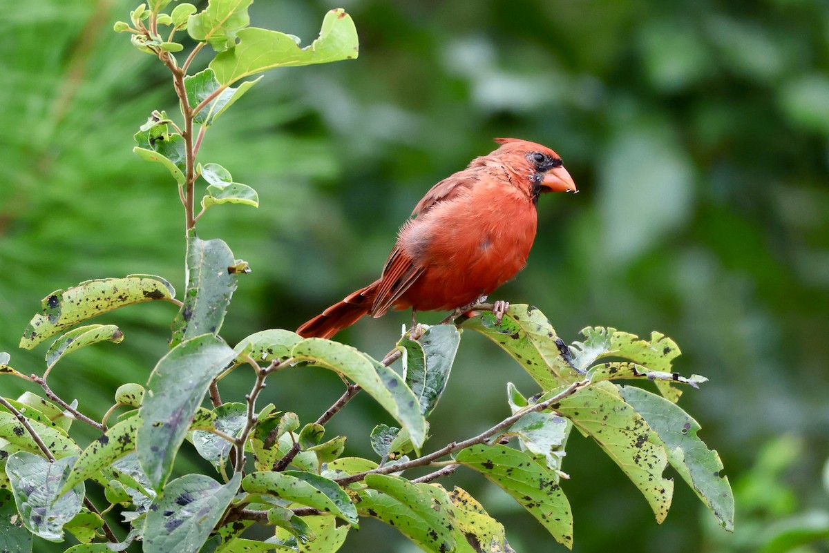 Northern Cardinal - ML641181778