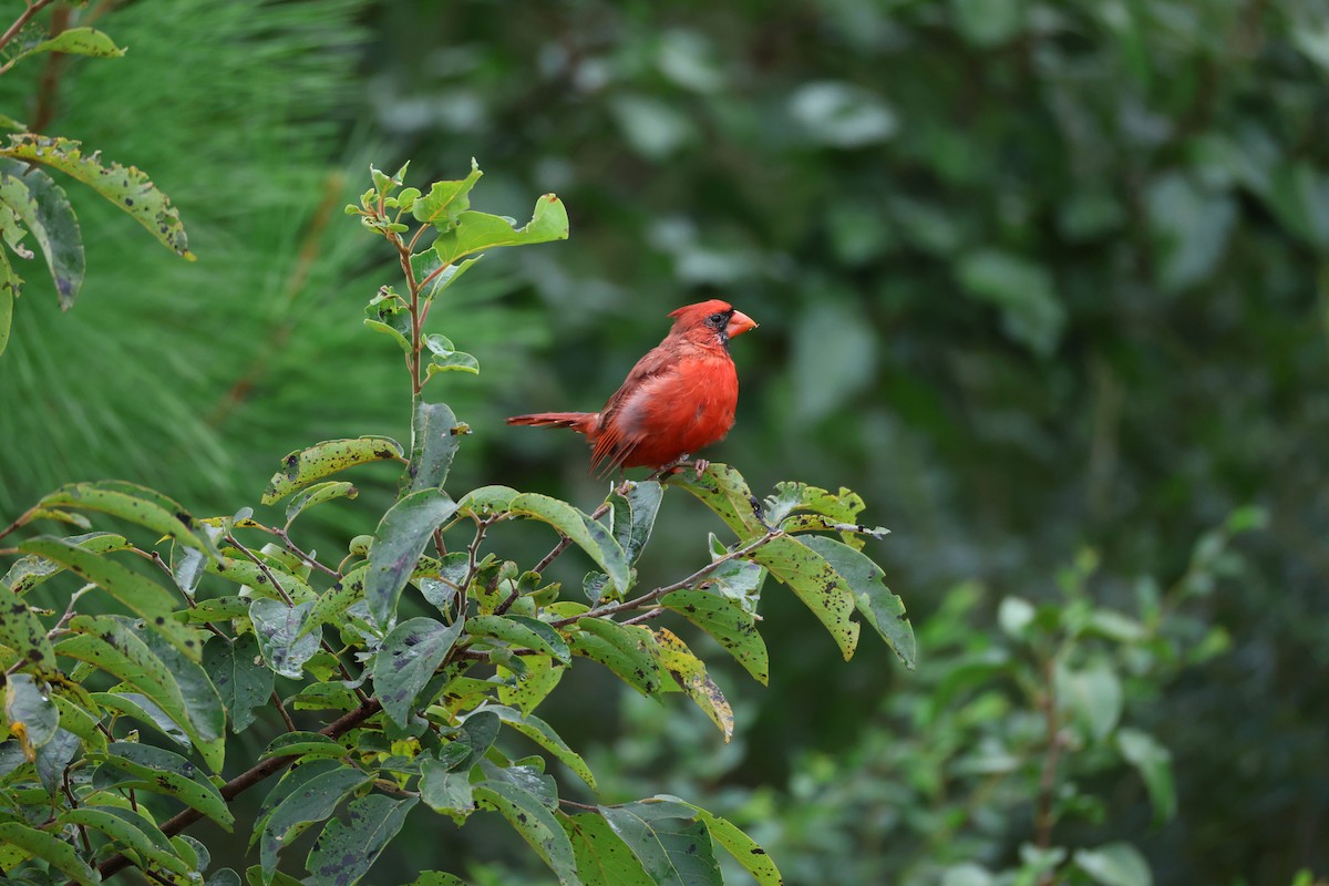 Northern Cardinal - ML641181779