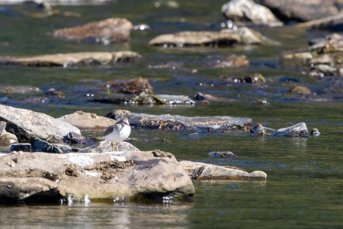 Spotted Sandpiper - ML641181803