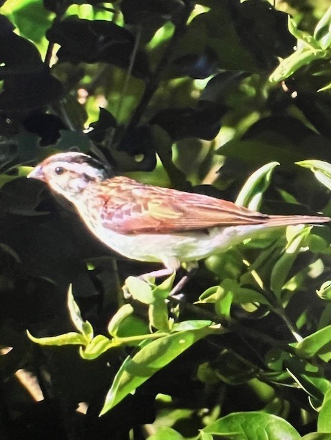 Pin-tailed Whydah - ML641181852