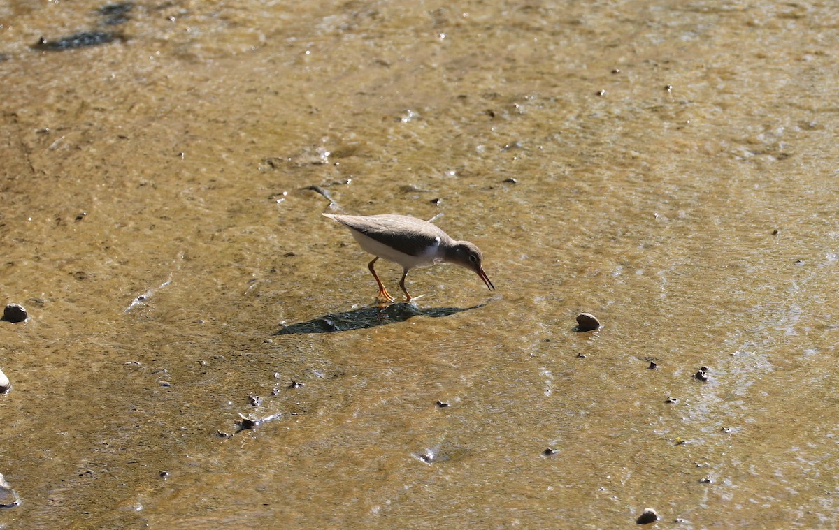 Spotted Sandpiper - ML641181863