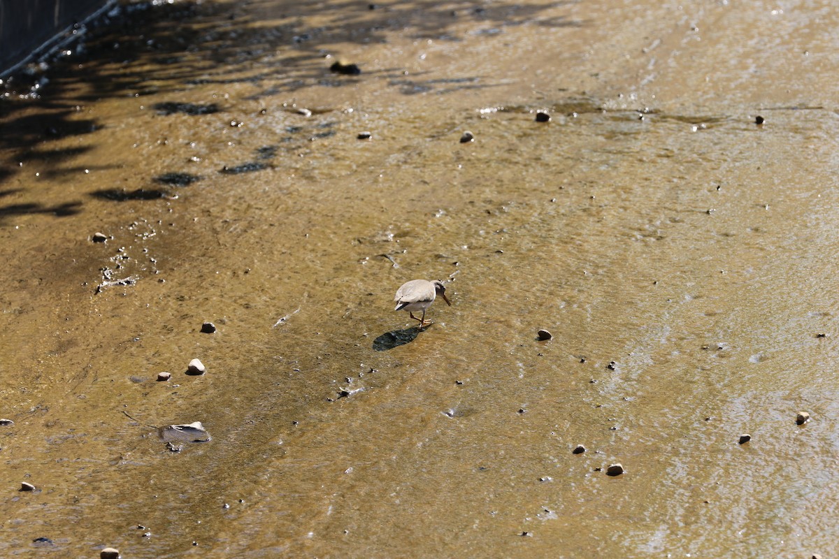 Spotted Sandpiper - ML641181864