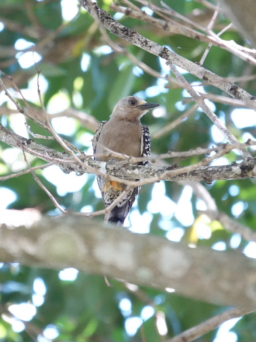 Hoffmann's Woodpecker - ML641181924