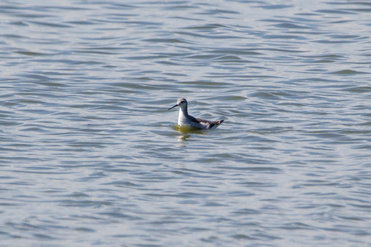Wilson's Phalarope - ML641181940
