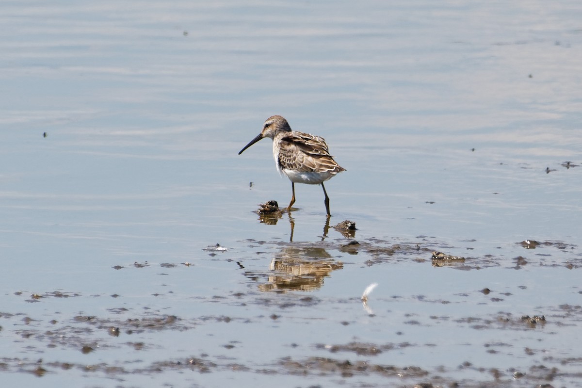 Stilt Sandpiper - ML641181999