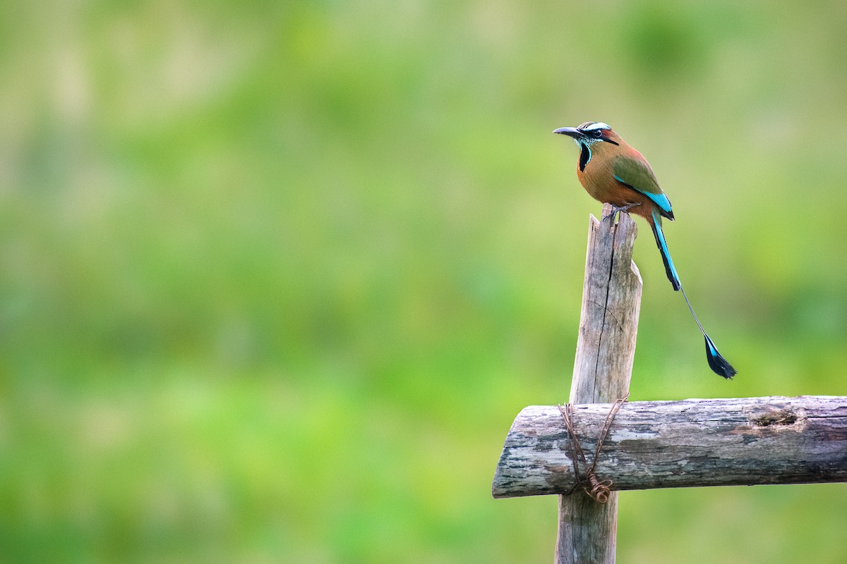 Turquoise-browed Motmot - ML64118201