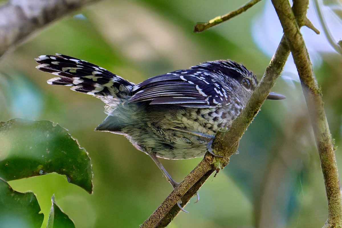 Scaled Antbird - ML641182021