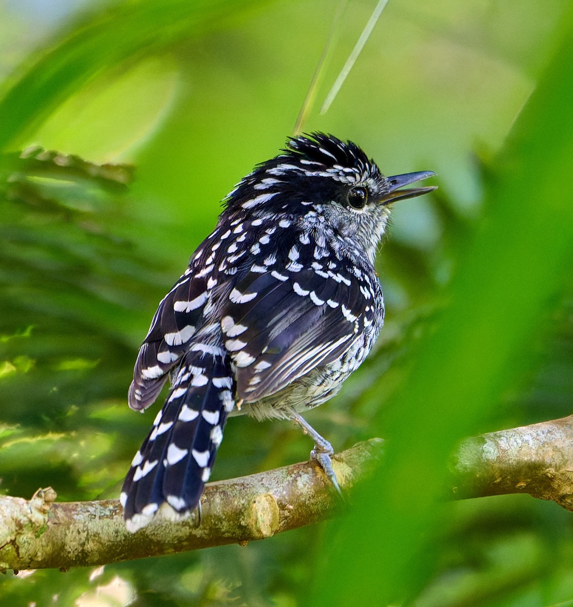 Scaled Antbird - ML641182023