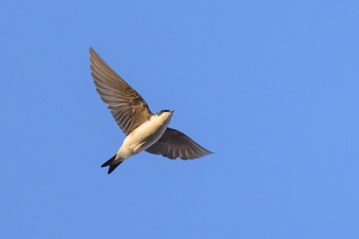 Tree Swallow - ML641182027