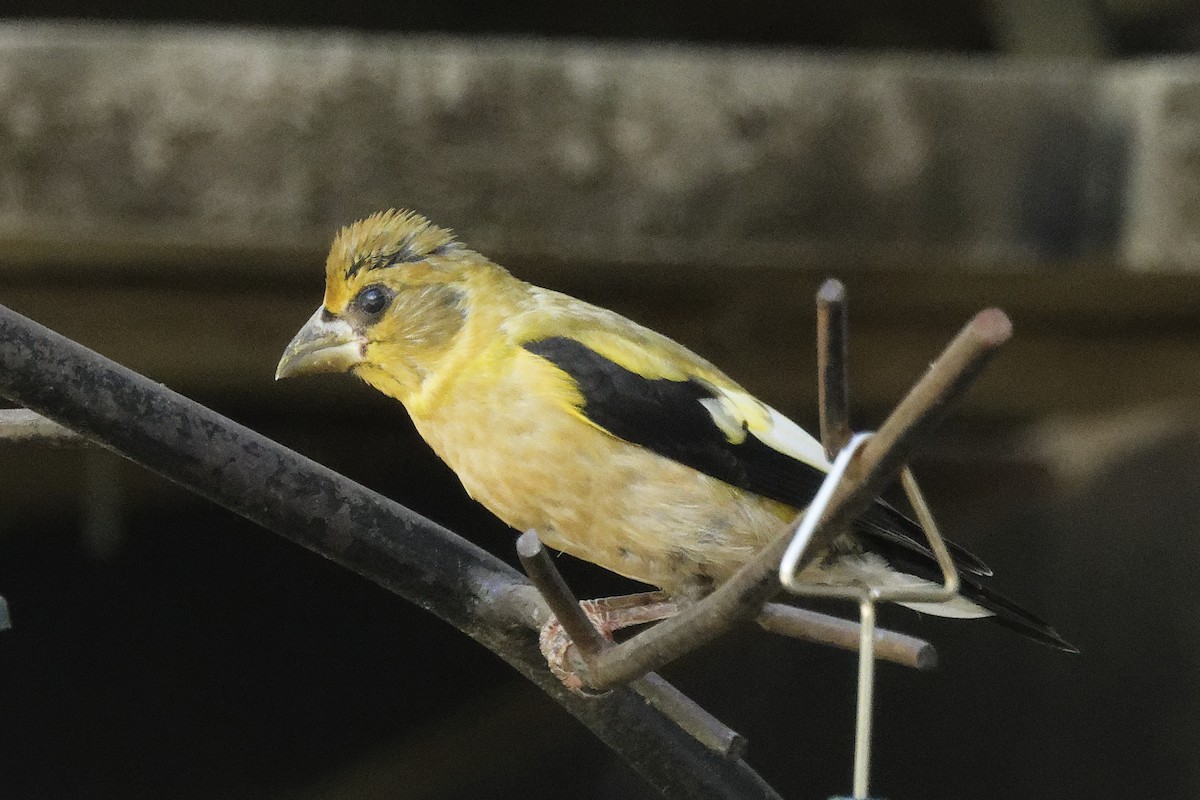 Evening Grosbeak - ML641182052