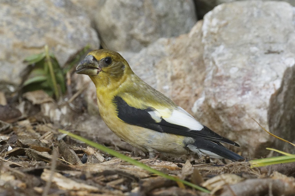 Evening Grosbeak - ML641182066