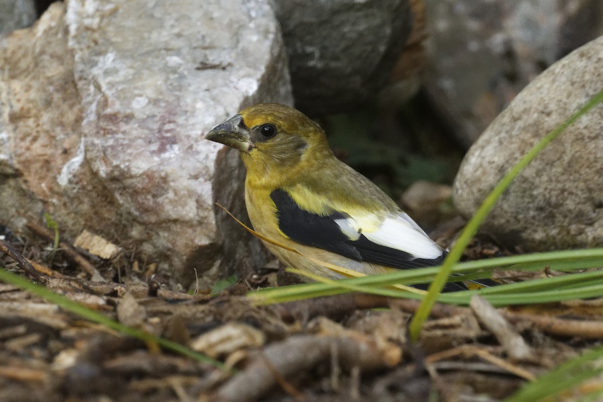 Evening Grosbeak - ML641182081