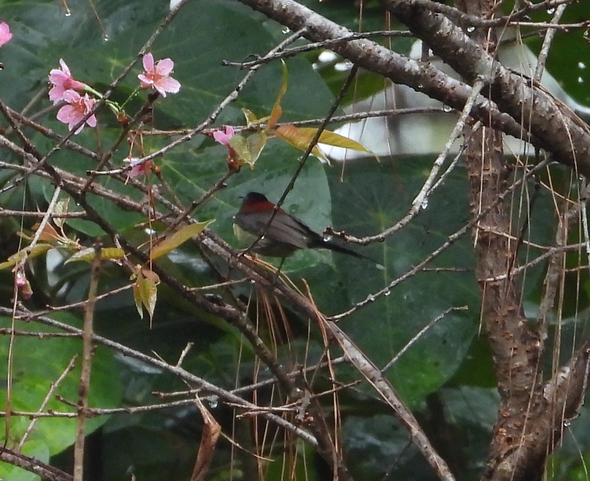 Black-throated Sunbird - ML641182177