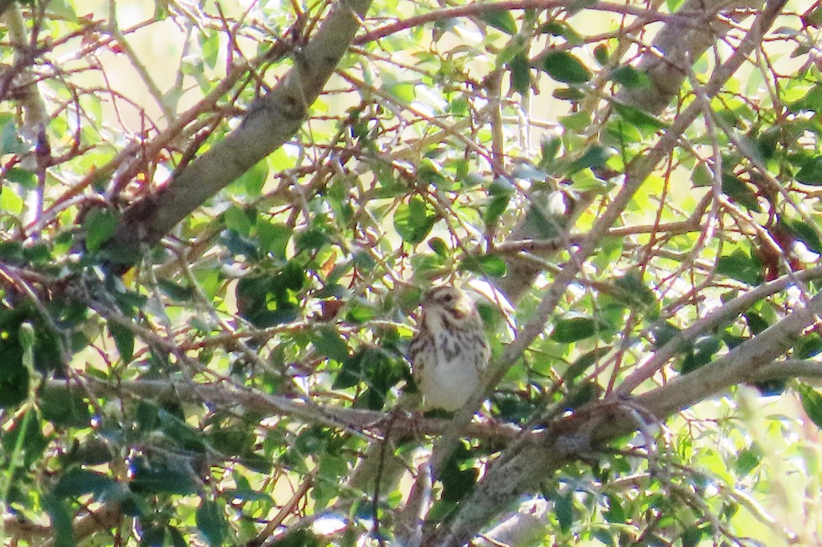 Savannah Sparrow - ML641182193