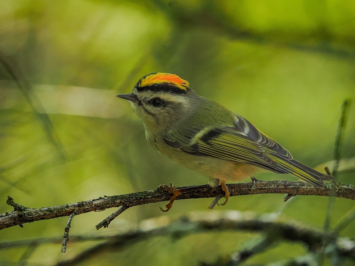 Roitelet à couronne dorée - ML641182210