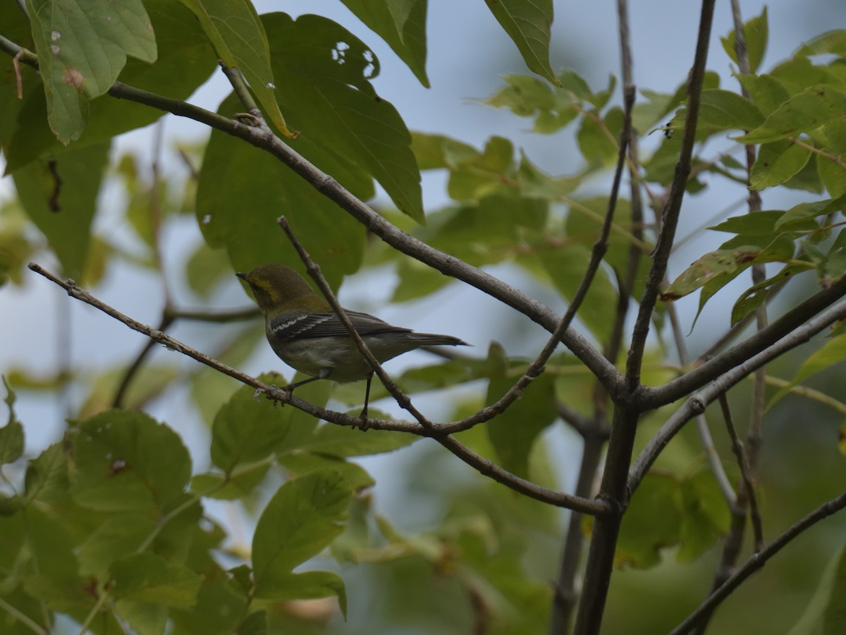 Black-throated Green Warbler - ML641182211
