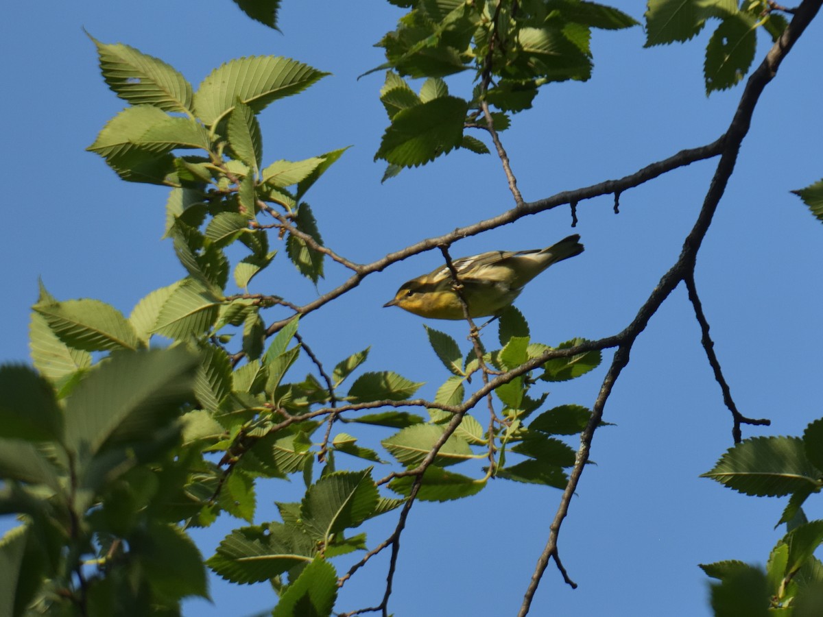 Blackburnian Warbler - ML641182212