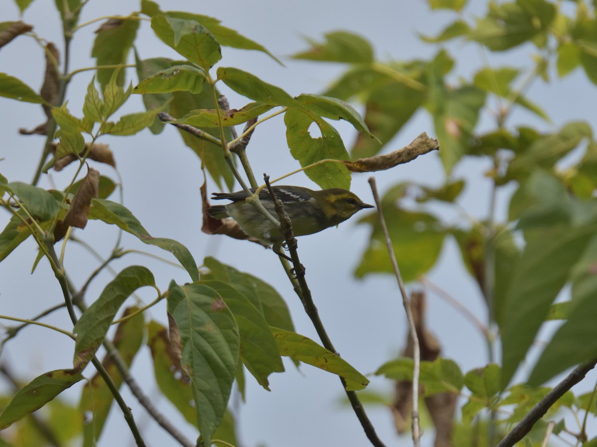 Black-throated Green Warbler - ML641182213