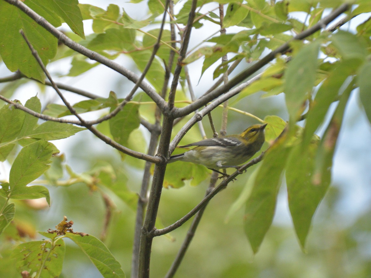 Black-throated Green Warbler - ML641182214