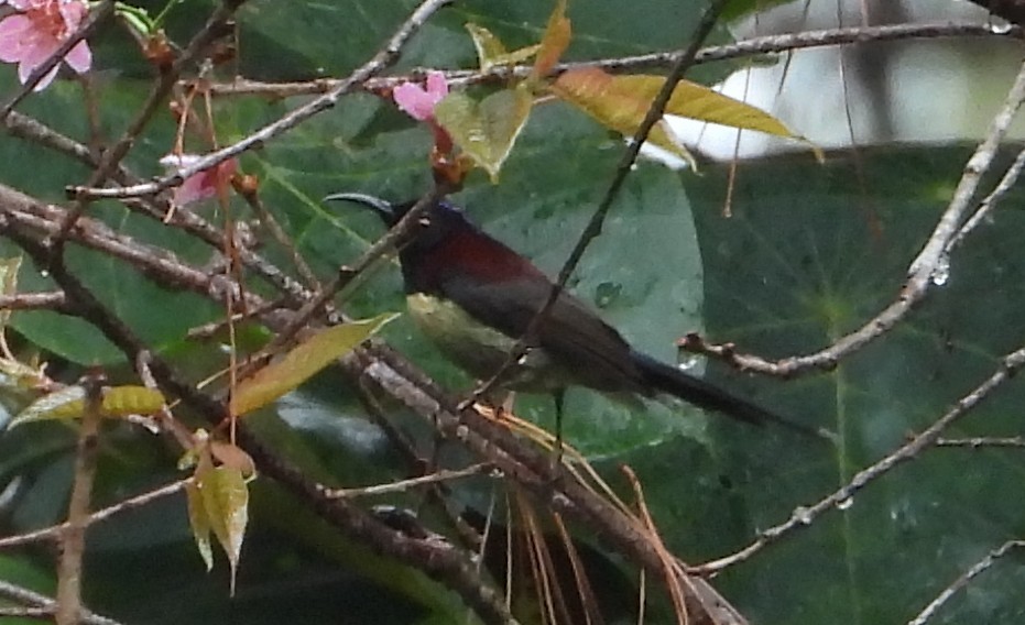Black-throated Sunbird - ML641182224