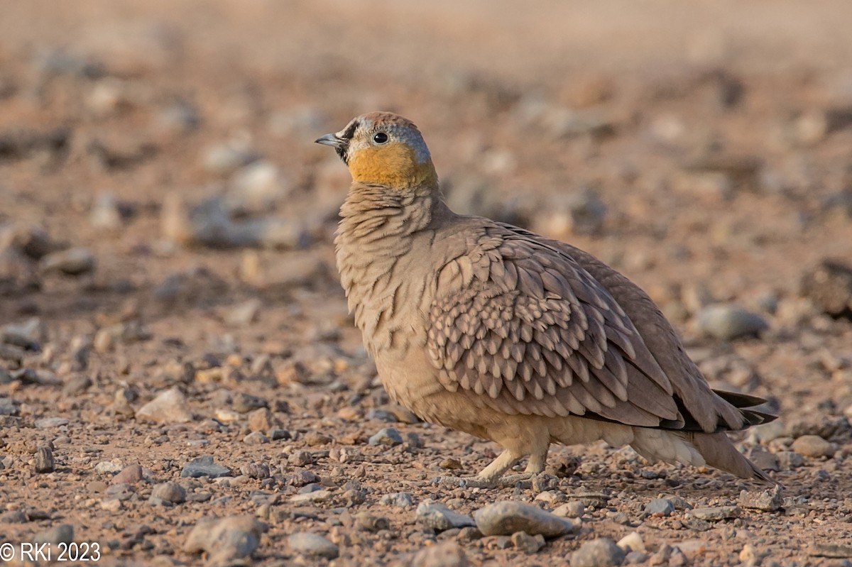 Crowned Sandgrouse - ML641182257