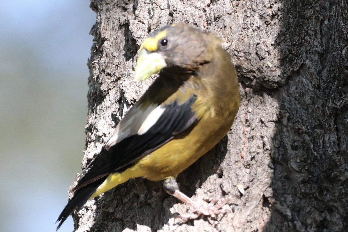 Evening Grosbeak - ML641182263