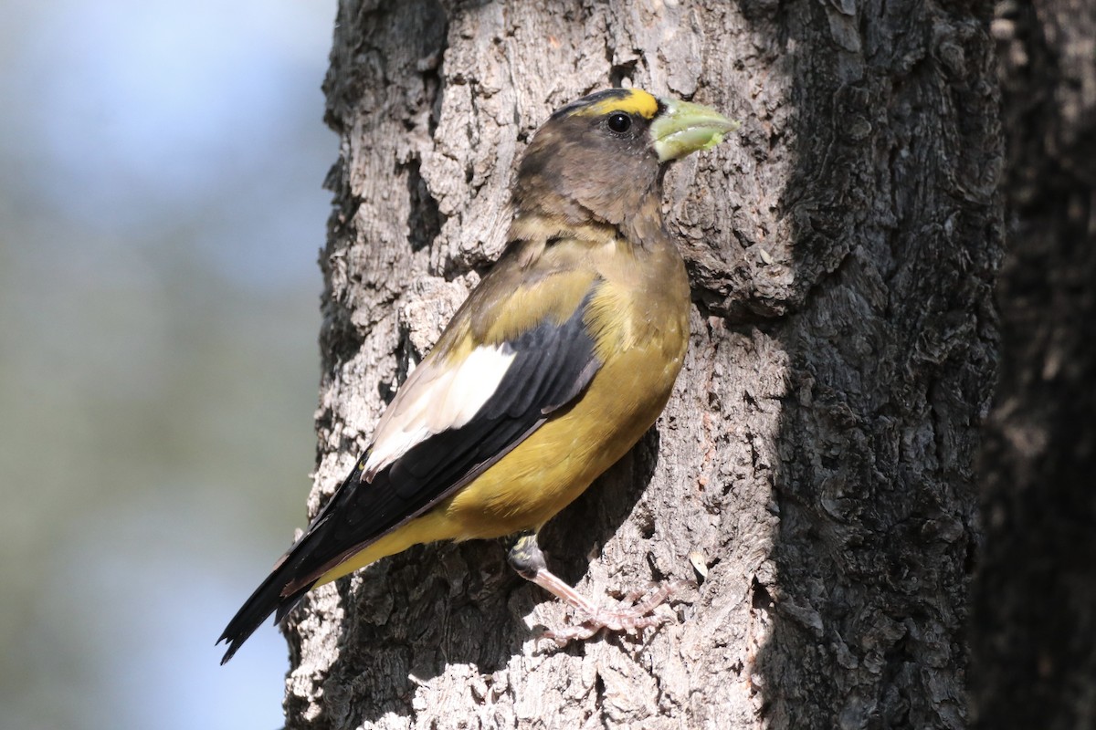 Evening Grosbeak - ML641182264