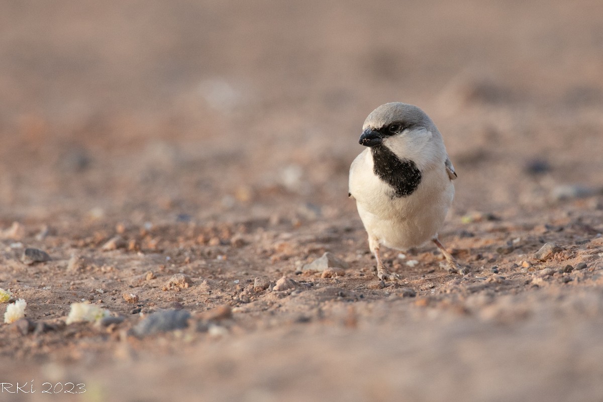 Desert Sparrow - ML641182302