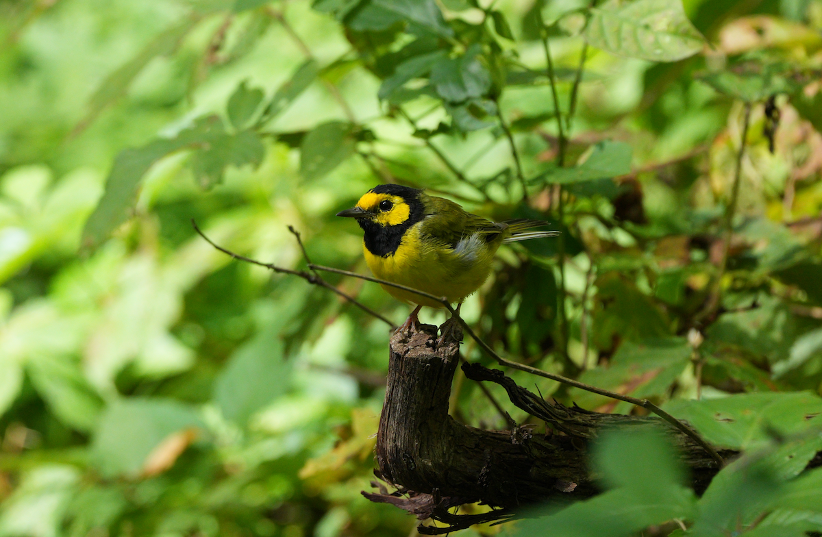 Hooded Warbler - ML641182337
